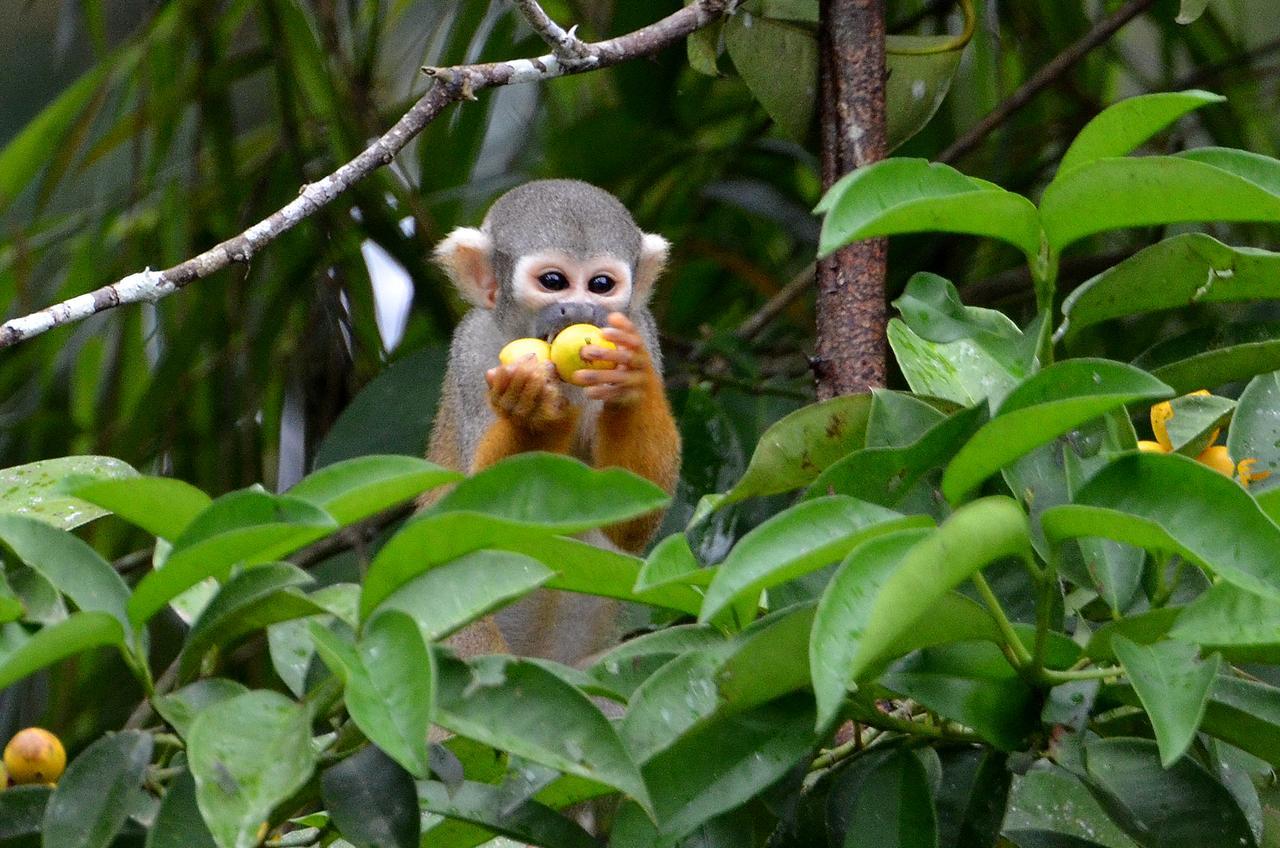 Yaku Amazon Lodge & Expeditions Paraíso Exterior foto